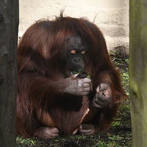 Bornean Orangutan