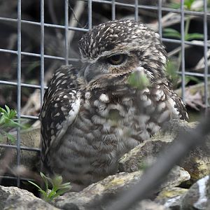Burrowing Owl