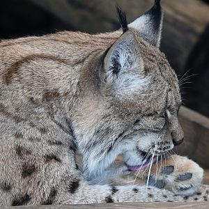 Carpathian Lynx