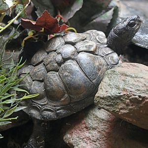 Coahuilan box turtle