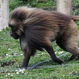 Gelada on the move