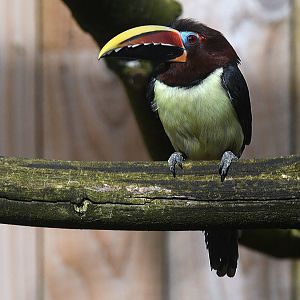 Green Aracari