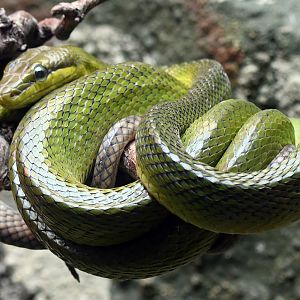 Red-tailed green ratsnake