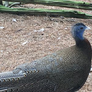 Great Argus (Argusianus argus)