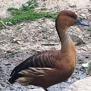 Fulvous Whistling Duck (Dendrocygna bicolor)
