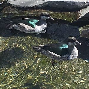 Green Pygmy Goose (Nettapus pulchellus)