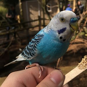 Budgerigar (Melopsittacus undulatus)