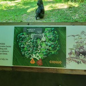 Bronx 7/22 - Congo Gorilla Forest - Map