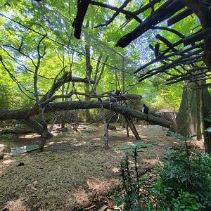 Bronx 7/22 - Congo Gorilla Forest - Angolan Colobus exhibit