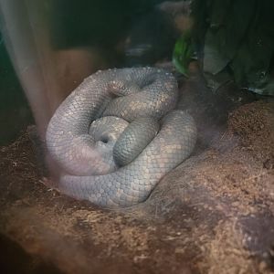 Bronx 7/22 - Congo Gorilla Forest - Calabar python