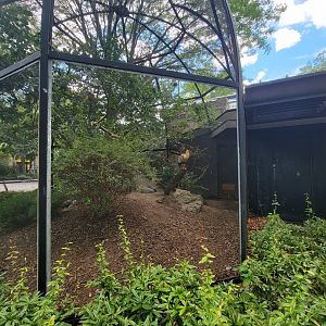 Bronx 7/22 - Astor Court - Black-faced Ibis