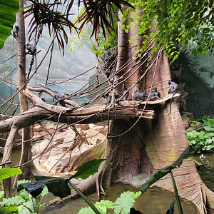 Bronx 7/22 - Jungle World