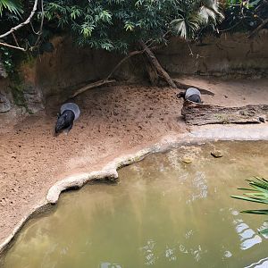 Bronx 7/22 - Jungle World - Malayan tapirs