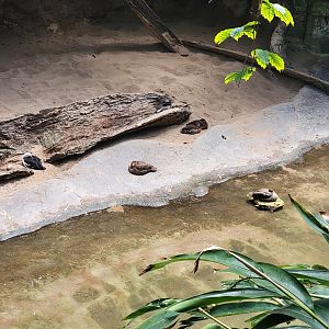 Bronx 7/22 - Jungle World - Ducks
