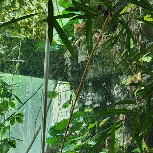 Bronx 7/22 - Jungle World - Leopard