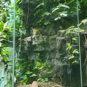 Bronx 7/22 - Jungle World - Leopard