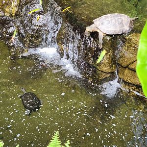 Bronx 7/22 - Jungle World - Turtles