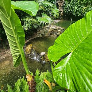 Bronx 7/22 - Jungle World - Gharials, turtles