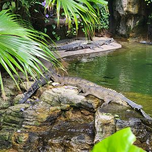 Bronx 7/22 - Jungle World - Gharials