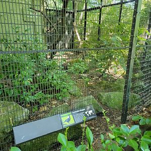 Bronx 7/22 - Pheasantry - Australian magpie