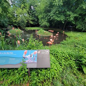 Bronx 7/22 - Aquatic Bird House - Caribbean flamingos