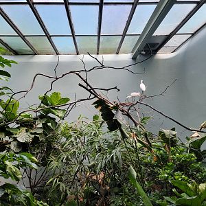 Bronx 7/22 - Aquatic Bird House - Anhinga, snowy egret