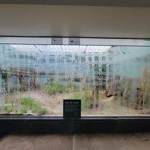 Bronx 7/22 - Aquatic Bird House - Guam kingfisher, Guam rail (soon after the species both arrived)