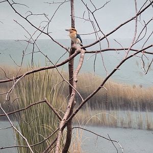 Bronx 7/22 - Aquatic Bird House - Guam kingfisher