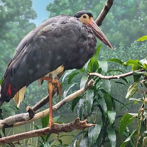 Bronx 7/22 - Aquatic Bird House - Storm's stork