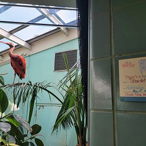 Bronx 7/22 - Aquatic Bird House - A young scarlet ibis by their baby sign :)
