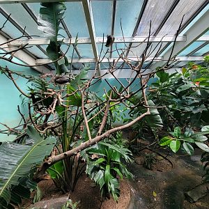 Bronx 7/22 - Aquatic Bird House - Scarlet ibis exhibit