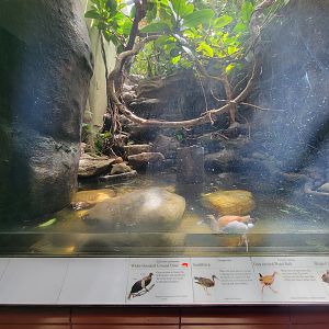 Bronx 7/22 - Aquatic Bird House - Ringed teal