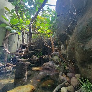 Bronx 7/22 - Aquatic Bird House - Ringed teal, sunbittern, grey-necked wood rail, white-throated ground dove exhibit