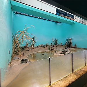 Bronx 7/22 - Aquatic Bird House - Little blue penguin exhibit