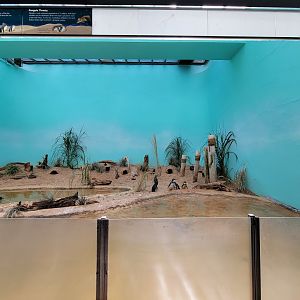 Bronx 7/22 - Aquatic Bird House - Little blue penguin exhibit
