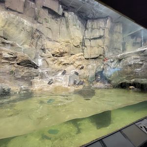 Bronx 7/22 - Aquatic Bird House - Tufted puffins