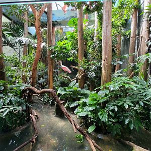 Bronx 7/22 - Aquatic Bird House - Roseate spoonbill exhibit