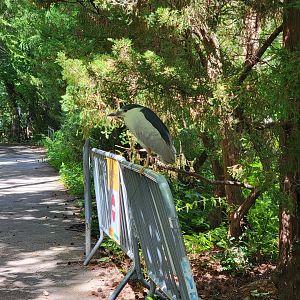 Bronx 7/22 - Aquatic Bird House - Wild black-crowned night heron