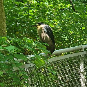 Bronx 7/22 - Aquatic Bird House - Wild black-crowned night heron