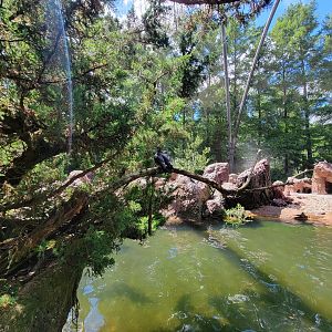 Bronx 7/22 - Aquatic Bird House - Black oyster-catchers