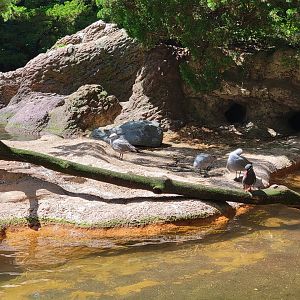 Bronx 7/22 - Aquatic Bird House - Gray gull, inca tern
