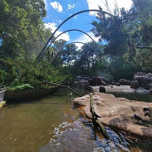 Bronx 7/22 - Aquatic Bird House - Aitken Sea Bird Aviary, looking back to entrance