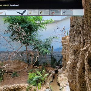 Bronx 7/22 - World of Birds - Bee-eaters exhibit