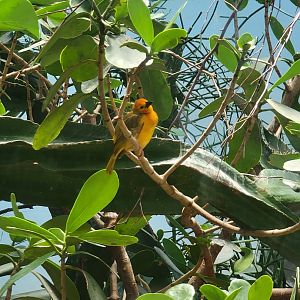 Bronx 7/22 - World of Birds - Taveta golden weaver
