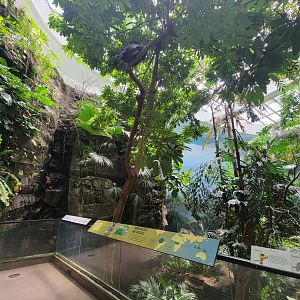 Bronx 7/22 - World of Birds - 2nd upstairs aviary