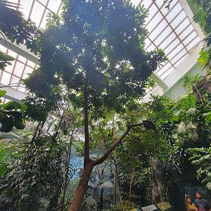 Bronx 7/22 - World of Birds - 2nd upstairs aviary