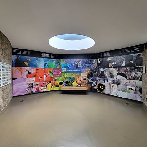 Bronx 7/22 - World of Birds - Gems of the Amazon mural