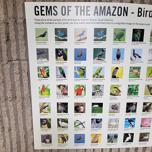 Bronx 7/22 - World of Birds - Gems of the Amazon mural ID Guide 1