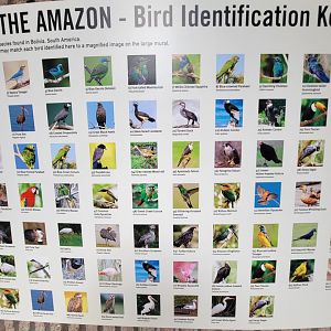Bronx 7/22 - World of Birds - Gems of the Amazon mural ID Guide 2