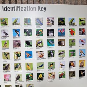Bronx 7/22 - World of Birds - Gems of the Amazon mural ID Guide 3